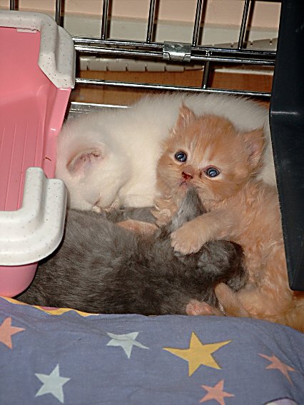 Banjer, Dazzle en Ricky 2004-06-08, 01