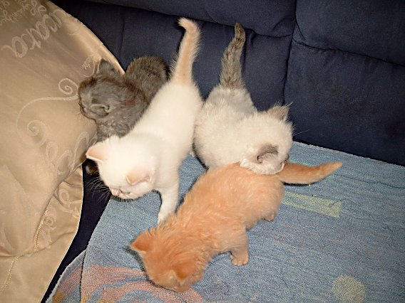 Banjer, Dazzle, Teaser en Ricky 2004-06-11, 01