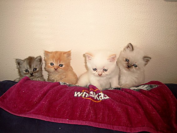 Banjer, Dazzle, Teaser en Ricky 2004-06-11, 04