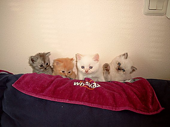 Banjer, Dazzle, Teaser en Ricky 2004-06-11, 05