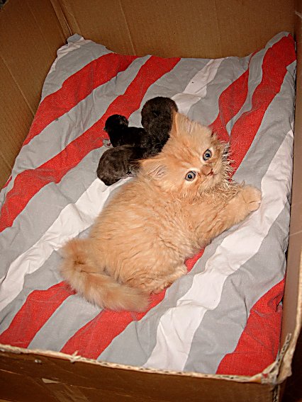 Banjer op bezoek 2004-07-02, 02