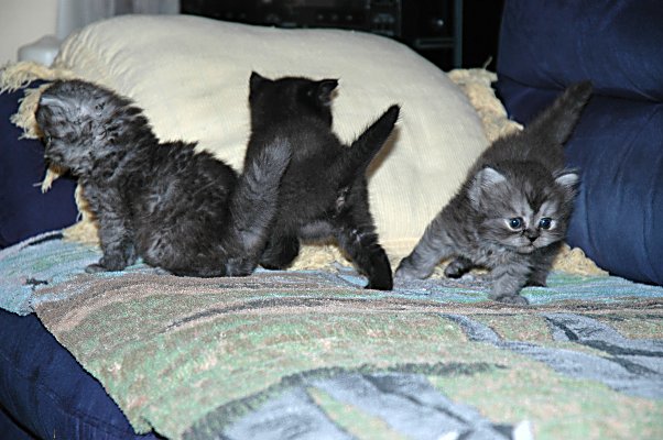 Boyke, Mickey en Shadow 2004-08-03, 01