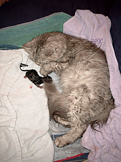 Britney bevalling 2004-07-01, 02