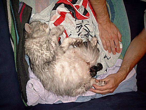 Britney bevalling 2004-07-01, 03