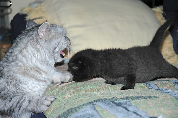 Britney en Shadow, 2004-08-03, 01