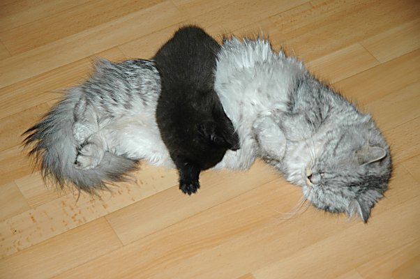 Britney en Shadow 2004-08-11, 01