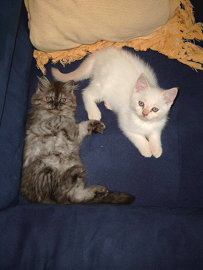 Daisy en Bangles 2002-09-15, 01