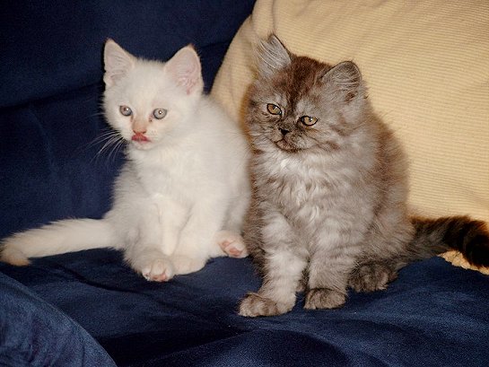 Daisy en Bangles (ong. 15-09-2002)