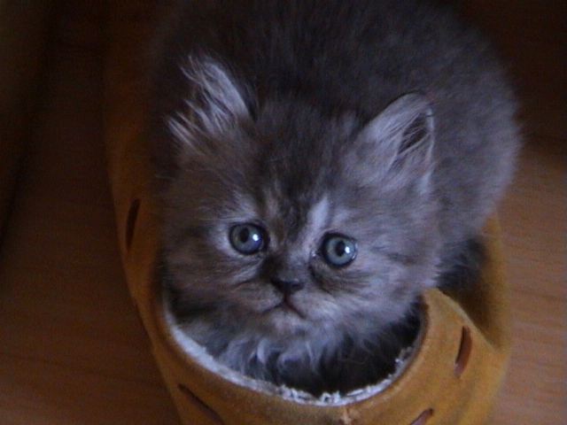 Daisy in slof close-up 16-08-02