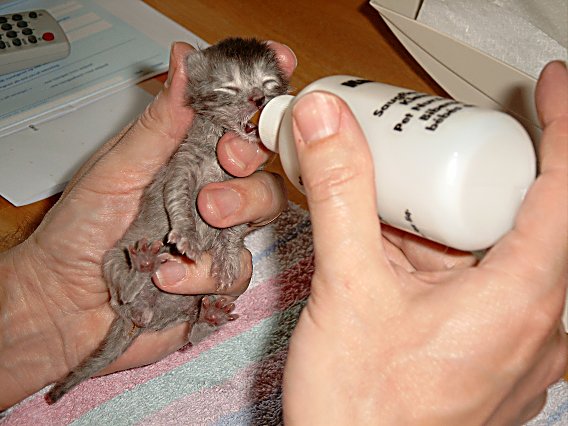 Dazzle 2004-05-12, 05