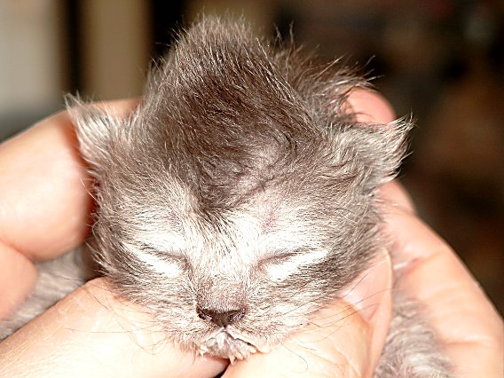 Dazzle 2004-05-19, 04