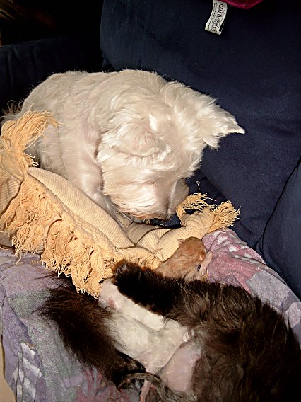 Demi, kittens, Jessie 2004-05-12, 02