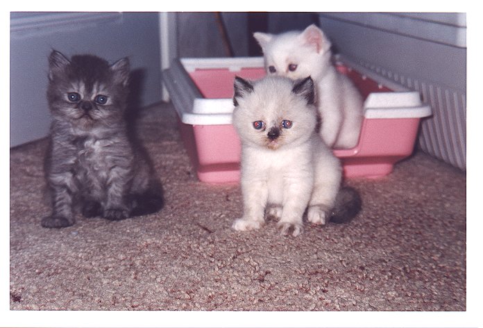 Feline, Daisy en Bangles in Krommenie
