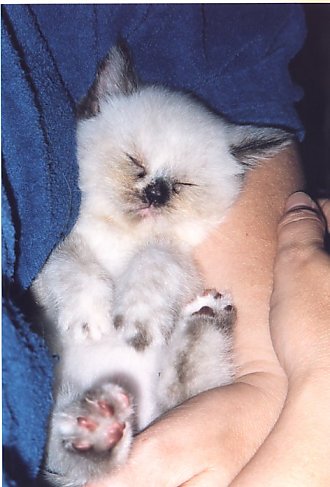 Feline in slaap week 38a