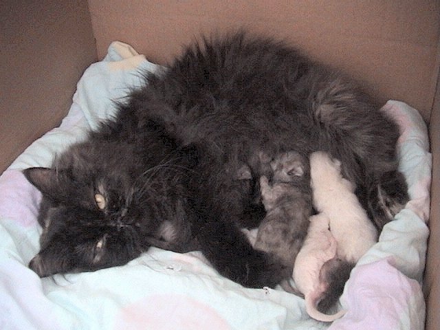 Jessie met kroost 14-07-2002 01