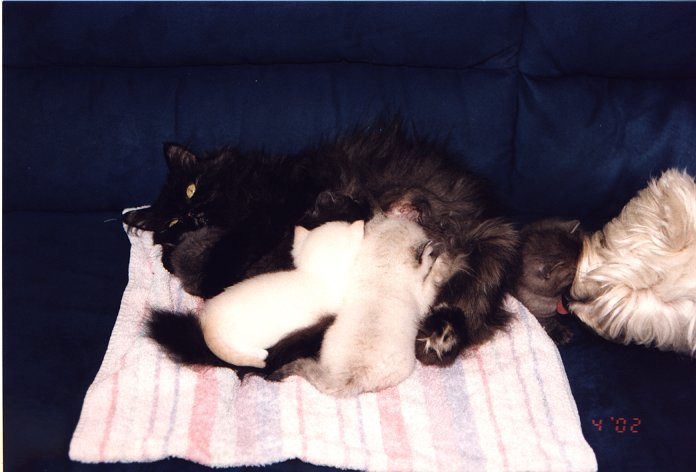 Jessie met nest en Demi