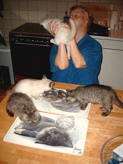 Kittens eten geven (week 38 2002)