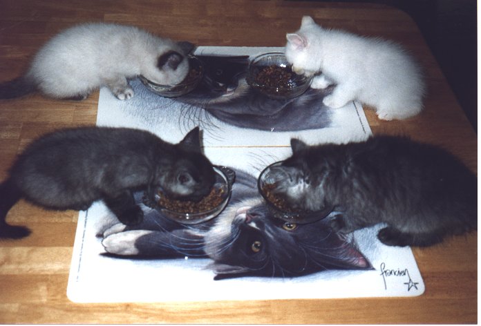 Kittens eten