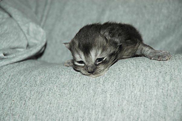 Mickey 2004-07-13, 01