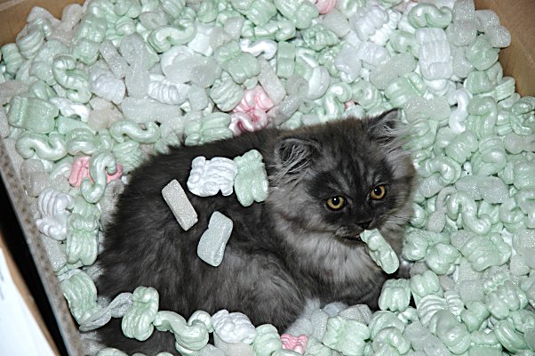 Mickey 2004-09-25, 01