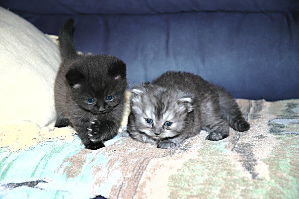 Mickey en Shadow, 2004-08-03, 01