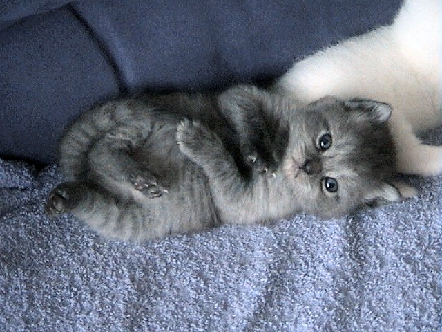 Phoebe 01-08-2002 01