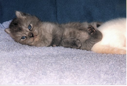 Phoebe 03-08-2002 01