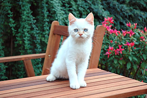 Ricky 2004-08-06, 04