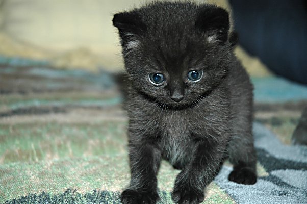 Shadow 2004-08-03, 03