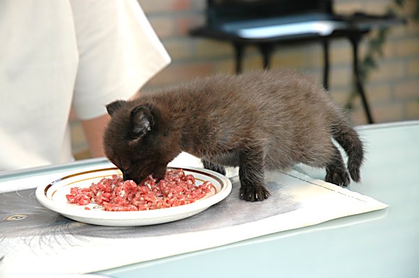 Shadow 2004-08-03, 04