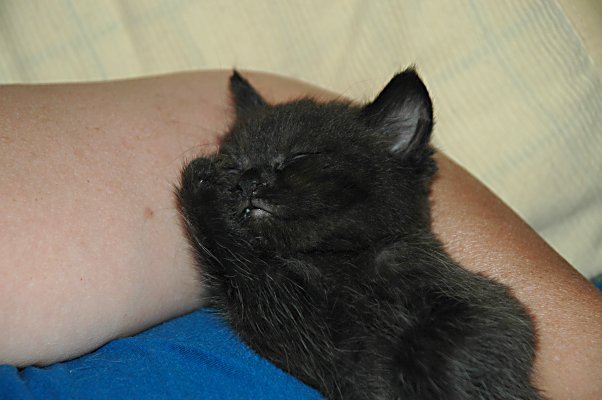 Shadow 2004-08-11, 02