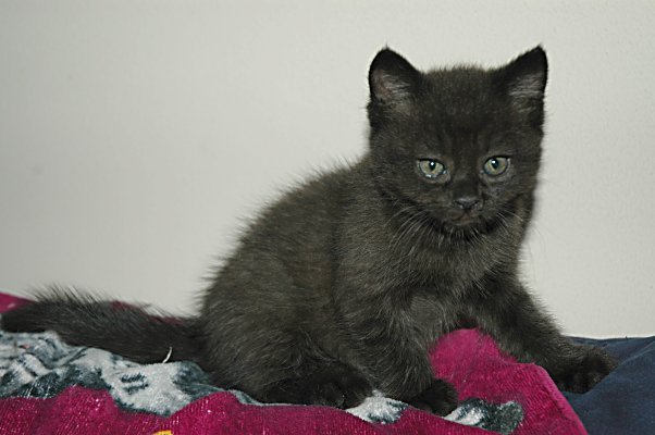 Shadow 2004-08-26, 01