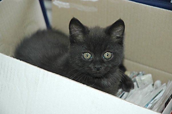 Shadow 2004-09-18, 02