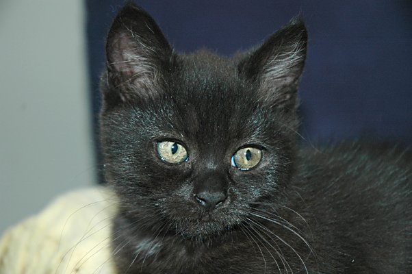 Shadow 2004-09-26, 01