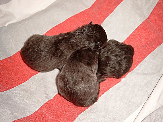 Shadow, Mickey en Boyke 2004-07-01, 04