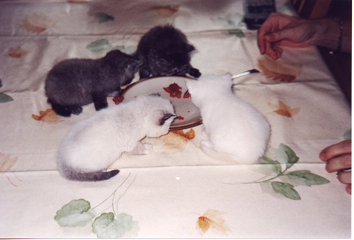 Tartaar eten in Krommenie