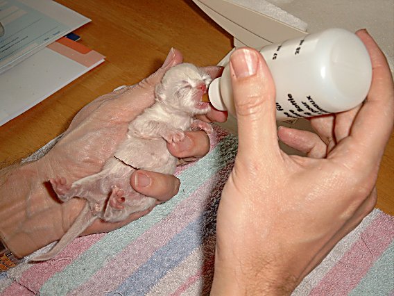 Teaser 2004-05-12, 01