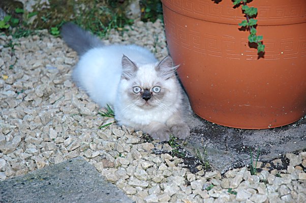 Teaser 2004-08-06, 05