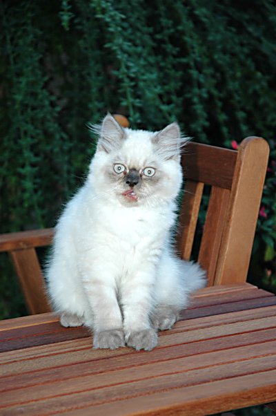 Teaser 2004-08-06, 07