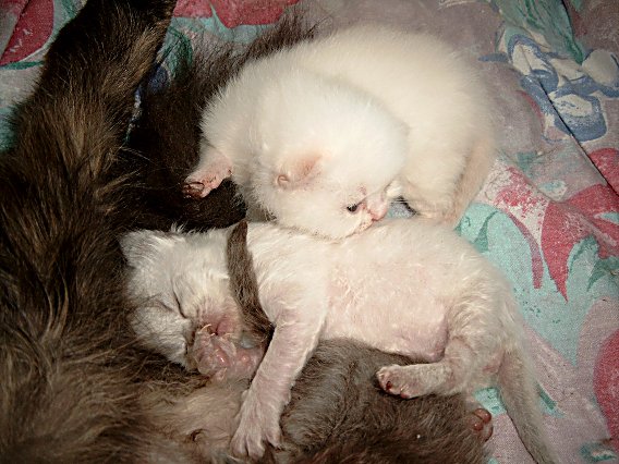 Teaser en Ricky 2004-05-22, 01