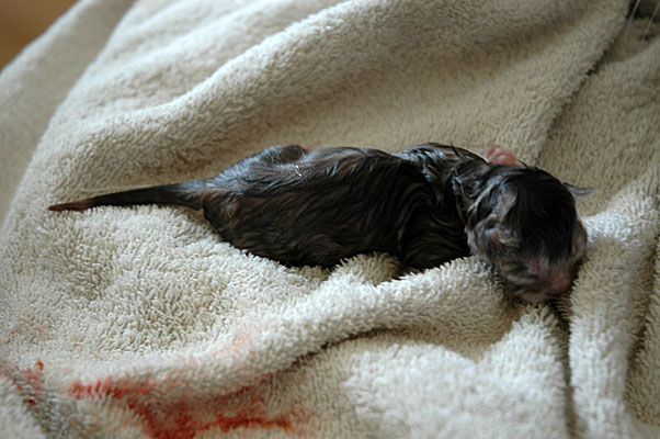 Blue Tess 2005-06-12, 01