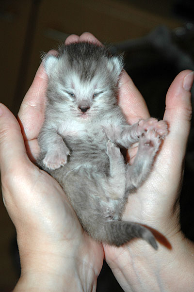 Blue Tess 2005-06-24, 02