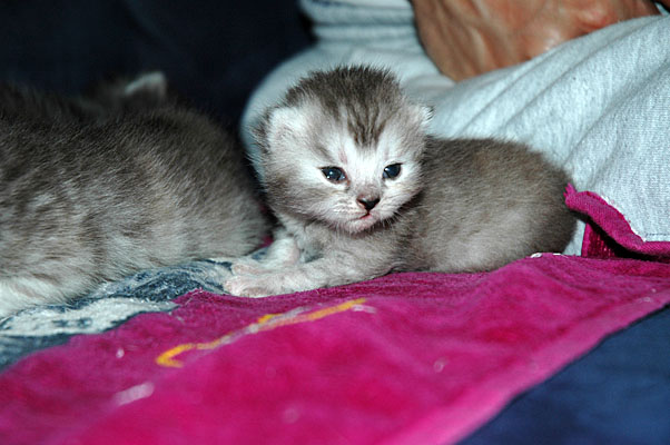 Blue Tess 2005-06-29, 04