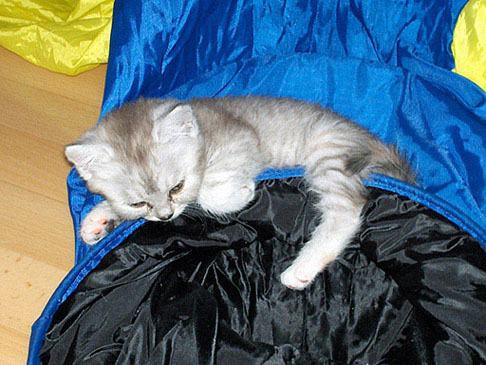 Blue Tess 2005-08-06, b