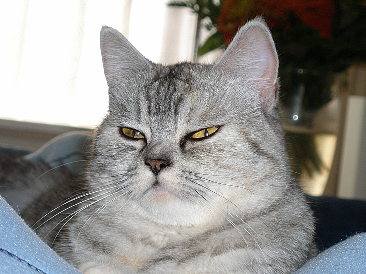 Blue Tess 2006-11-09, 01