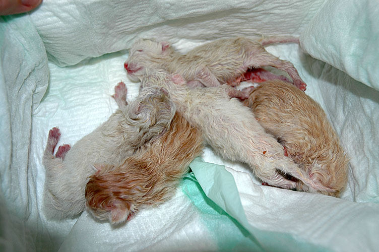 Blue Tess bevalling 2007-10-08, 37