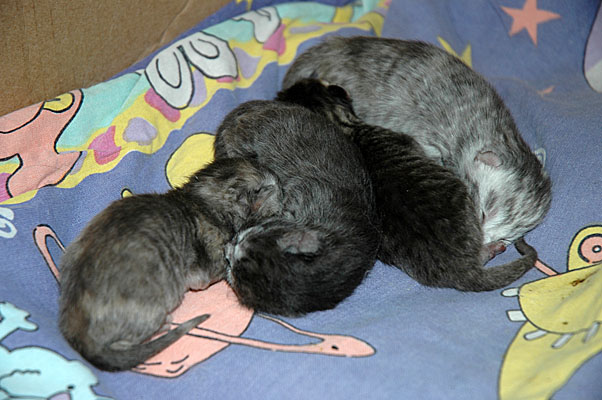 Blue Tess, Dash, Dillon en Mini Me 2005-06-13, 03