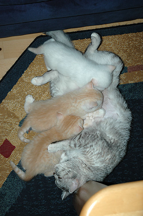 Blue Tess, Taji, Frodo en Macho 2007-11-09, 01