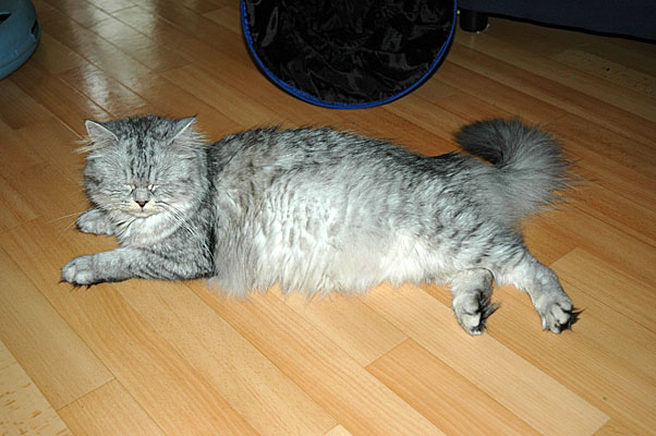 Britney 2005-06-07, 02