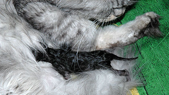 Britney en Dash 2005-06-12, 01a